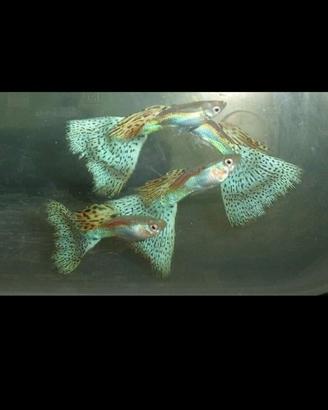 Guppy show selezioni a standard IKGH coppie adulte