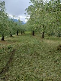 Oliveto