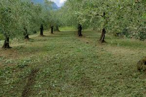 Oliveto