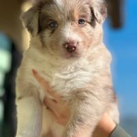 Dolcissimi Cuccioli border collie selezionati