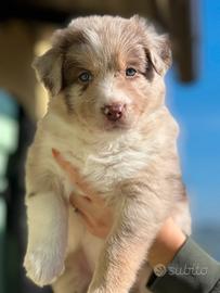 Dolcissimi Cuccioli border collie selezionati