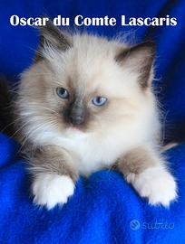 Cucciolata RAGDOLL per giugno