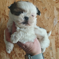 Ultime disponibilità cuccioli di shihtzu