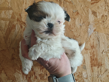 Ultime disponibilità cuccioli di shihtzu