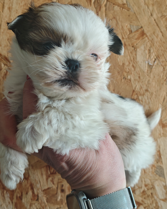 Ultime disponibilità cuccioli di shihtzu