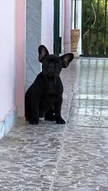 Bulldog francese