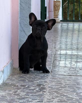 Bulldog francese