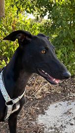 Ambra cucciola di Galgo