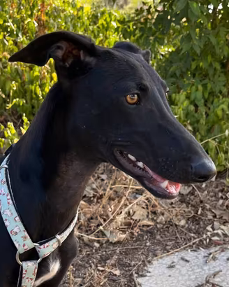 Ambra cucciola di Galgo