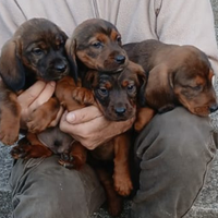 Alpendische Dachsbracke