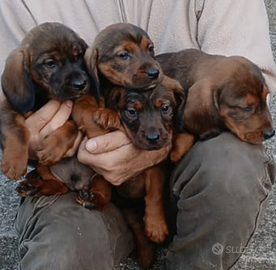 Alpendische Dachsbracke