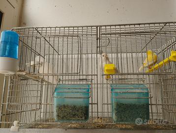 Uccelli