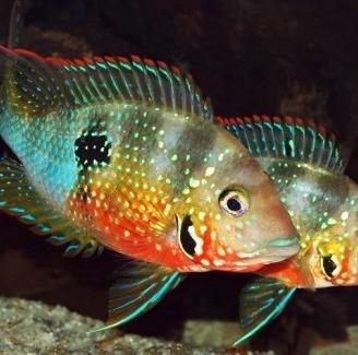 Ciclidi ellioti