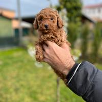 Cucciolo di Barboncino Toy Unico