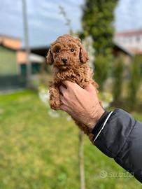 Cucciolo di Barboncino Toy Unico