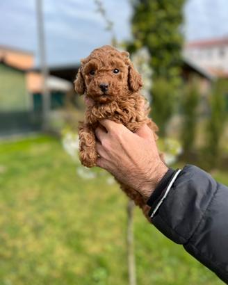 Cucciolo di Barboncino Toy Unico