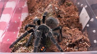 Lasiodora parahybana- femmina di 10 cm