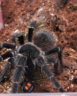 Lasiodora parahybana- femmina di 10 cm