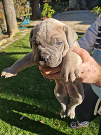 Cuccioli d cane Corso