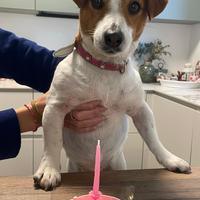 Jack Russell femmina adulta