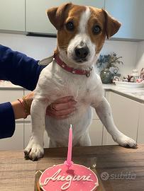 Jack Russell femmina adulta