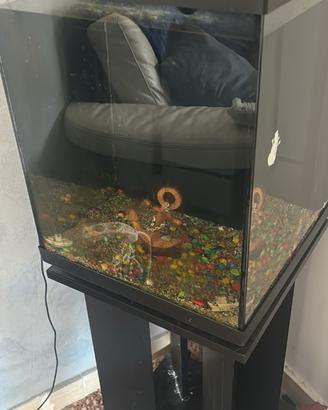 Acquario 