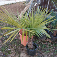 Palme da giardino - in vaso