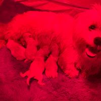 Cuccioli maltese Toy