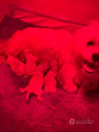 Cuccioli maltese Toy