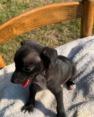 Cuccioli meticci jack Russell X pinscher
