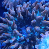 Anemone Quadricolor rainbow