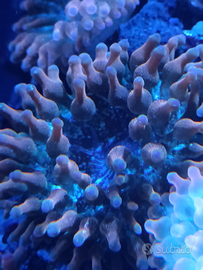 Anemone Quadricolor rainbow