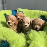 Maltipoo