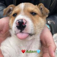 Meticci pelo morbido cane adotta maschio femmina