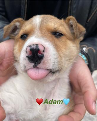 Meticci pelo morbido cane adotta maschio femmina