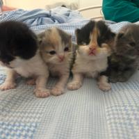 Lolita ,Blue,Nina,sam