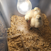 Galline pulcini americanine