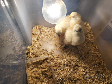 Galline pulcini americanine