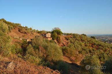 Casolare panoramico con oliveto collinare toscana