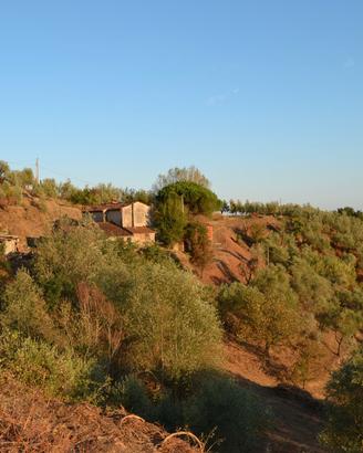 Casolare panoramico con oliveto collinare toscana