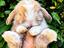 Immagine 3