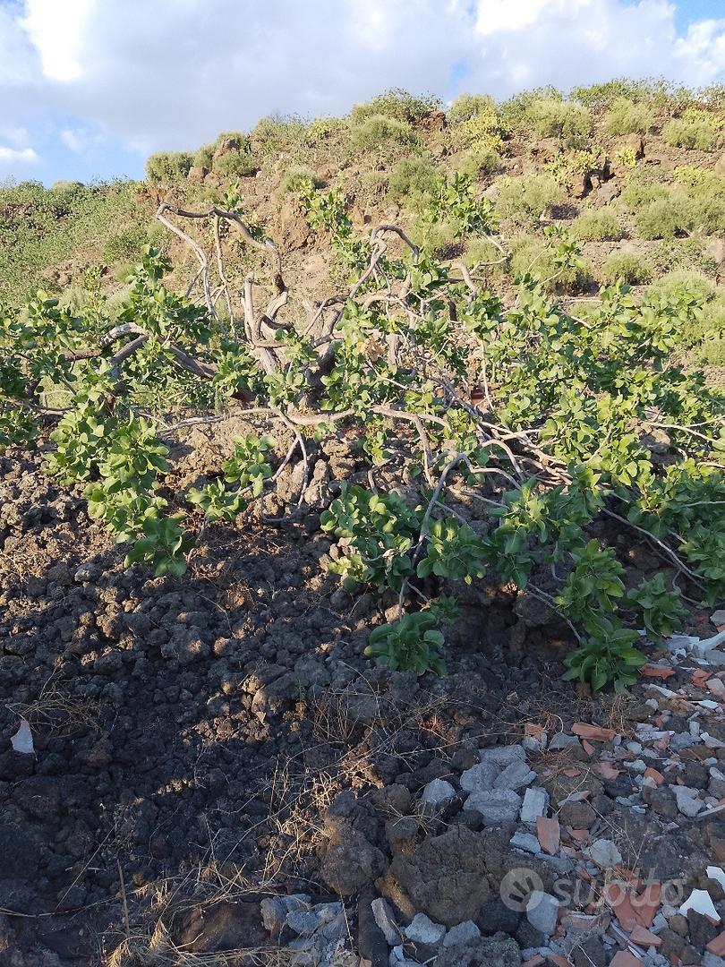 Pistacchieto con rustico - Vista 5