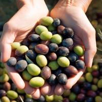 olive per olio