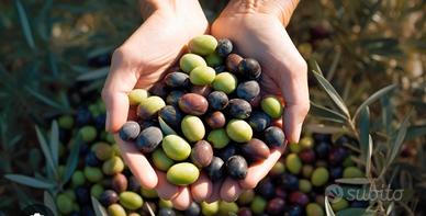 olive per olio