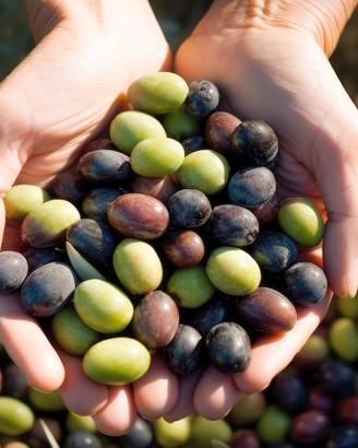 olive per olio