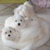 Maltese toy