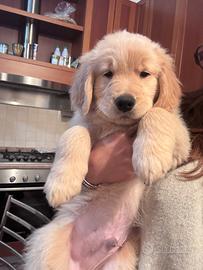 Cuccioli golden retriever americano