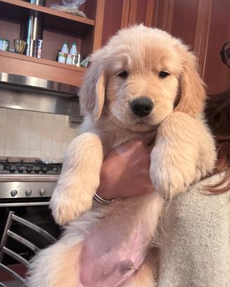 Cuccioli golden retriever americano