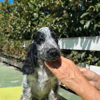 Cocker spaniel inglese