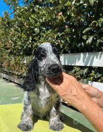 Cocker spaniel inglese